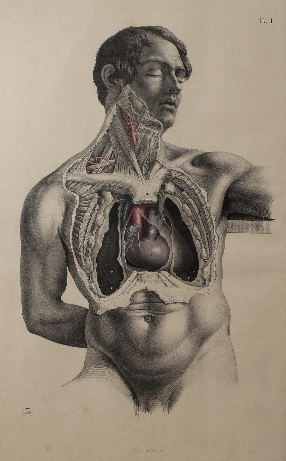 surgicalanatomy00macl_0_0021.jpg